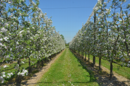 Variété de pomme Story® Inored cov, vergers 2D en mur fruitier monoaxe (à gauche) et biaxe (à droite), 14e année CTIFL Lanxade